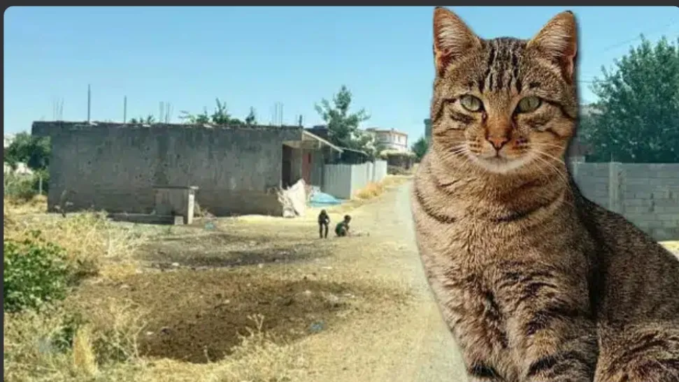 Diyarbakır'da kuduz vakası: ki Yalan haber...!!!Kedinin ısırdığı 4 yaşındaki çocuk entübe edildi!. KUDUZ BIR KEDI  SADECE KÜÇÜK BIR SIYRIKLA BIRAKMIS.ÜSTELIK DUDAGINI..
