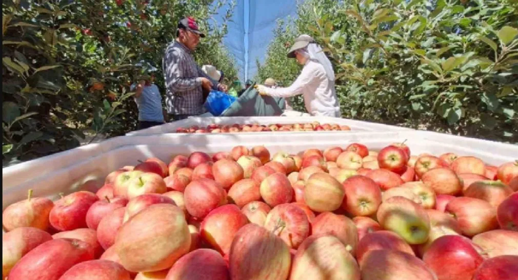 Türkiye’nin üretim deposu Karaman’da hasat başladı! 800.000 ton tarihi rekolte bekleniyor
