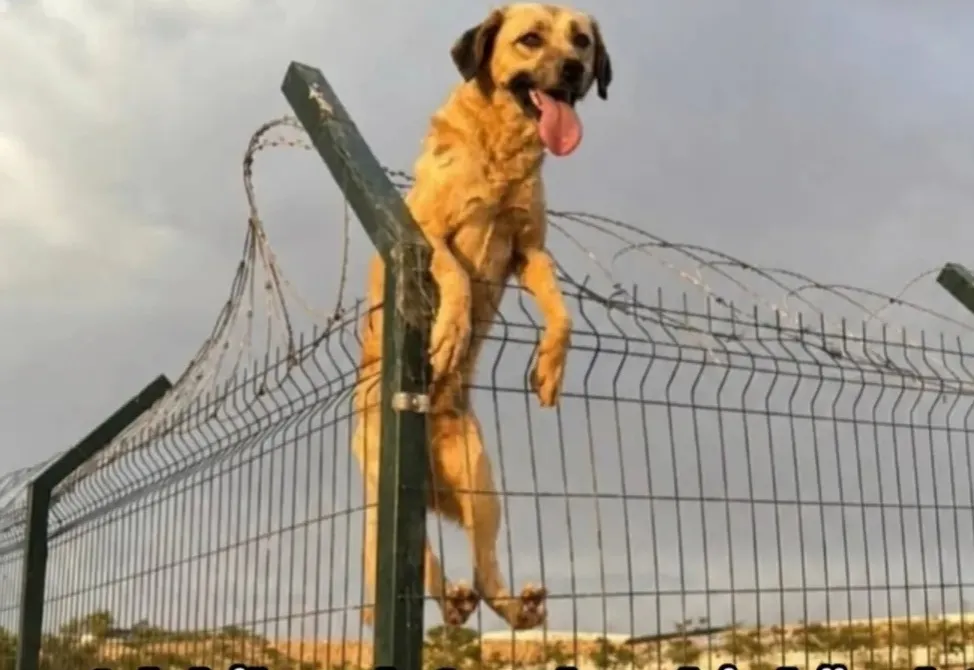 Adı bile yok O sadece bir köpek Hapsolduğu ölüm çukurundan kaçıp kurtulmak istiyor .. Mazlumun ahıyla kopsun kıyamet !!