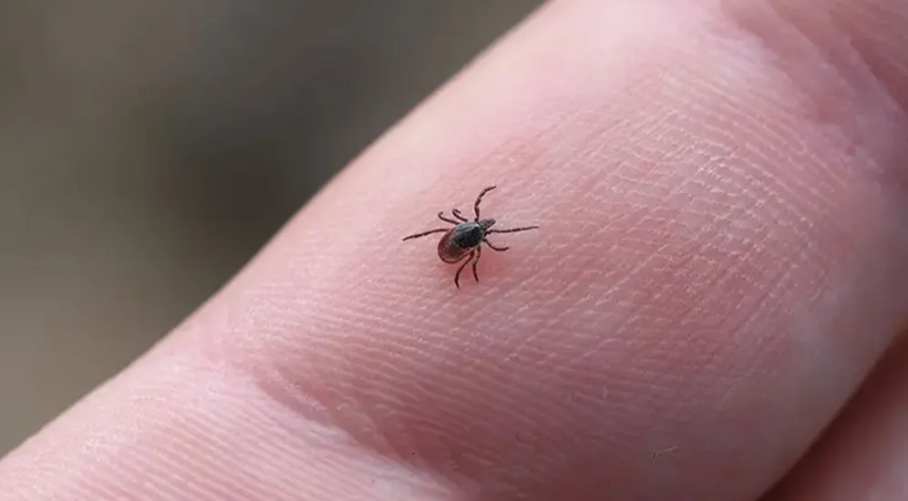 Tokat’ta kene alarmı: 1 çocuk hastanede