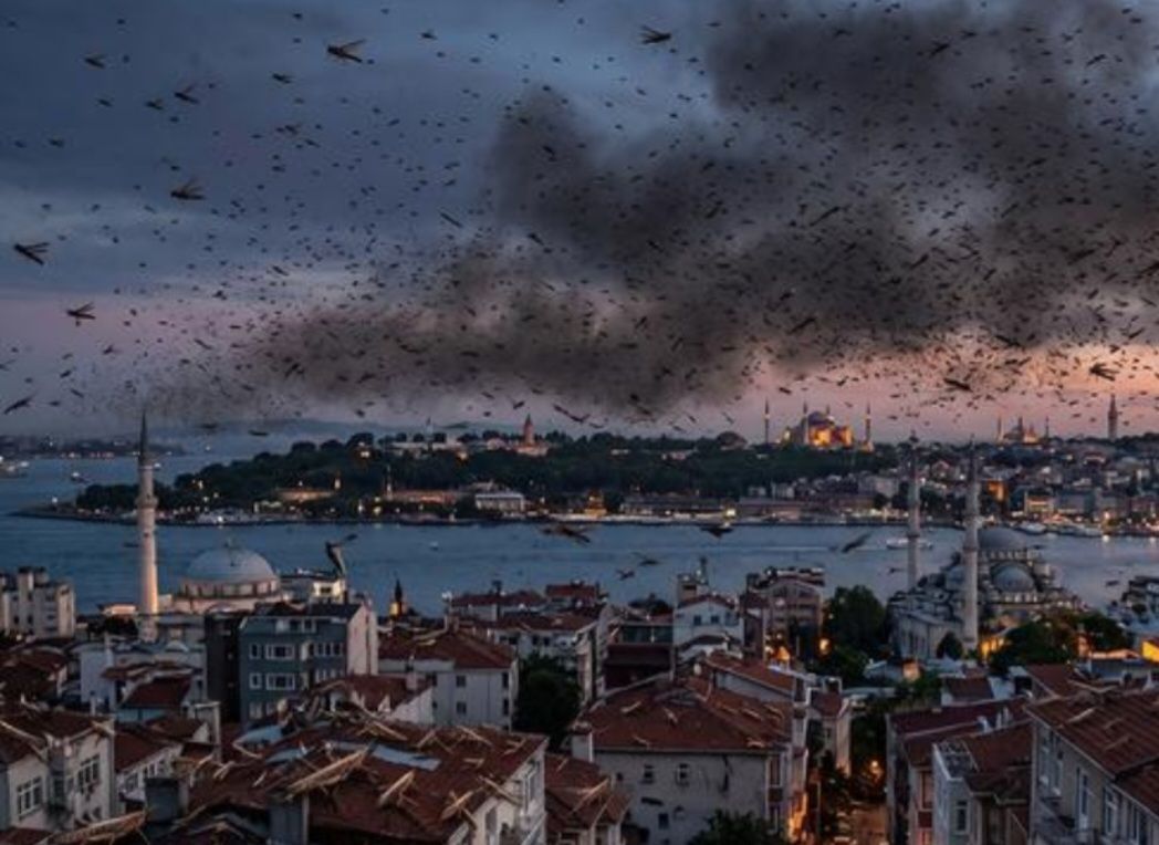 Türkiye'ye sürü halinde geliyorlar!